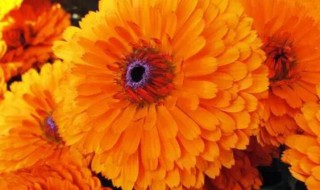 金盏花怎么种（金盏花怎么种才能开花）