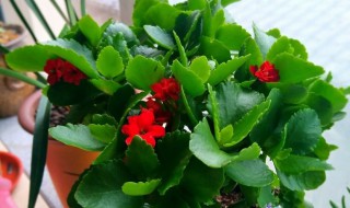 长寿花苗怎么种（长寿花苗怎么种好）