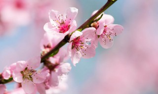 桃花要怎么种植（桃花怎样种植）