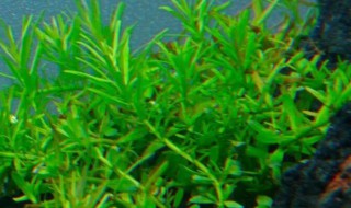 水草泥怎么种水草（水草泥怎么种水草种子）