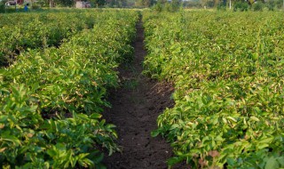 如何种植桂花树（怎么种植桂花树）