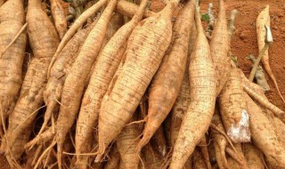 葛根怎么种植（葛根怎么种植?）