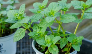 柠檬薄荷种子怎么种 柠檬薄荷种子怎么种出来的
