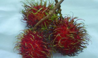 红毛丹种植有哪些条件 红毛丹种植技术