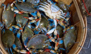 如何做出好吃的香炖梭子蟹黄骨鱼（排骨梭子蟹怎么煮）