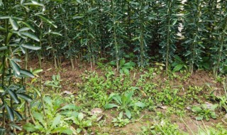 枳壳怎么种植 枳壳怎么种植方法