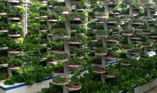 家里水培蔬菜怎么种植（水培蔬菜怎么种植）