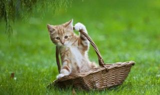 猫咪名字独特小众(猫咪名字独特小众英文)