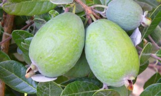 斐济果该如何种植（斐济果的栽培技术）