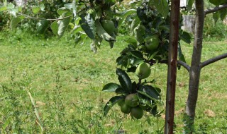 吊瓜怎么种（吊瓜的栽培技术）