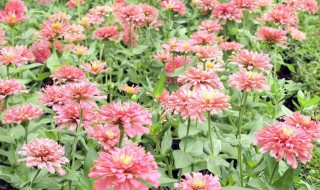 莺萝花种子怎么种(莺萝怎么繁殖)