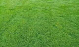 草应该怎么种（草应该怎么种植）