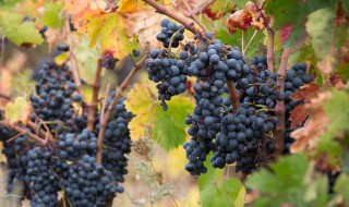 树葡萄籽怎么种（如何用葡萄籽种葡萄树）