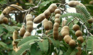 酸角籽怎么种（酸角的籽能干什么用）