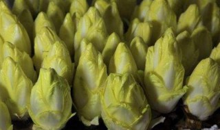 玉兰菜怎么种植（玉兰菜怎么种植盆栽）