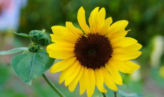 我们该如何种好向日葵 如果种向日葵