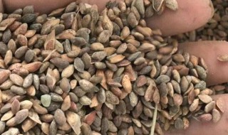 松树籽怎么种能出苗（松树籽怎么种能出苗呢）