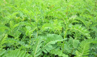 防风籽怎么种(防风籽什么时候种植)