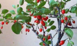 枸杞怎么种小盆栽（枸杞子怎样种盆栽）