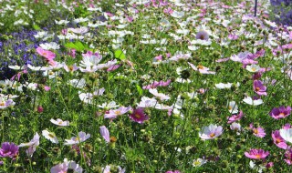 鸢尾花种子怎么种(鸢尾花种子怎么种才能发芽)