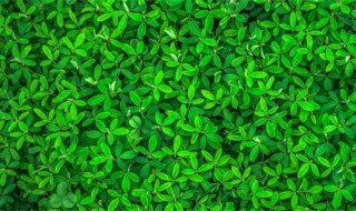 草坪籽怎么种（草坪籽怎么种植视频）