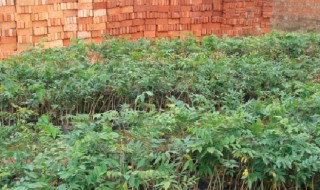 黄花梨种子怎么种（黄花梨种子怎么种植）