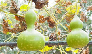 小葫芦的籽怎么种 小葫芦的籽怎么种出来的