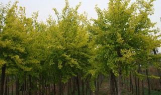 榆树怎么种 榆树怎么种好活