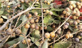 软枣种子怎么种（软枣种子怎么种植）