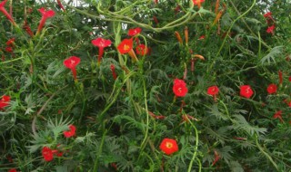 茑萝种子怎么种（茑萝种子怎么种植）