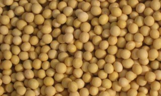 健康豆怎么种（健康豆是什么植物）