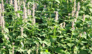 藿香种子怎么种 藿香种子怎么种发芽快