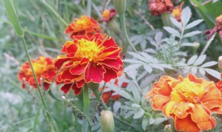 旱莲种子怎么种（旱莲种子怎么种）