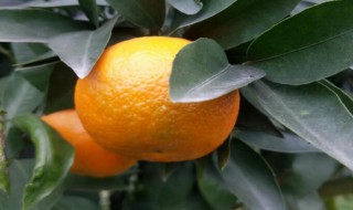 沃柑怎么种植 沃柑怎么种植方法