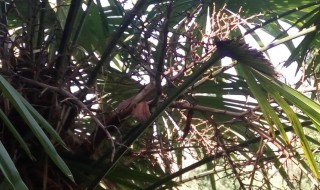 棕树种子怎么种（棕树种子怎么种植图片）