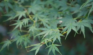 枫树怎么种 枫树怎么种才能更红