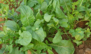 臭菜怎么种 臭菜怎么种能嫩