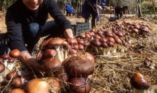 菌菇怎么种植（菌菇怎么种植方法视频）