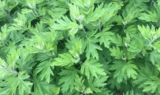 艾草种子怎么种 艾草种子怎么种植