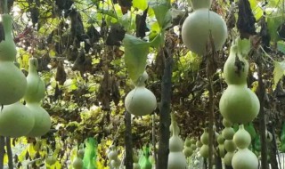 葫芦内籽怎么种 葫芦籽怎么栽种