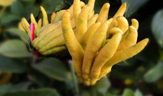 佛手柑的别名是什么 佛手柑又叫什么名字