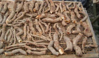 杨桃根与猕猴桃相似吗? 杨桃根与猕猴桃相似吗图片