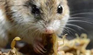 猫咪是蝎子的天敌吗? 猫咪是蝎子的天敌吗为什么