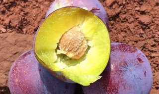 李子种子催芽不嫁接能结李子吗(李子种子种植后需要嫁接吗)