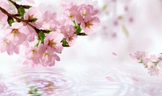 桃花枝插水里怎样养（桃花枝插水里怎样养护）