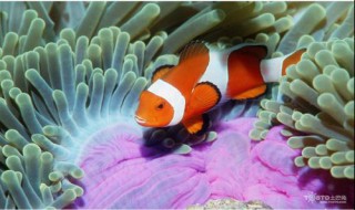 小丑鱼怎么养（海水小丑鱼怎么养）