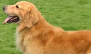 嘴唇给狗抓破了怎么办（小狗把嘴抓破了怎么办）