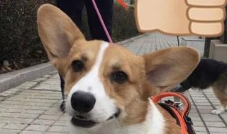 遛狗怎么升级快 养狗达人怎么快速升级