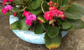 长寿花换盆后叶子发软怎么办 长寿花换盆后叶子发软怎么办视频