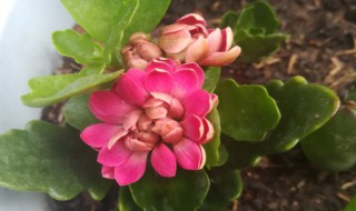 冬天怎么养才开花（冬天怎么养才开花呢）